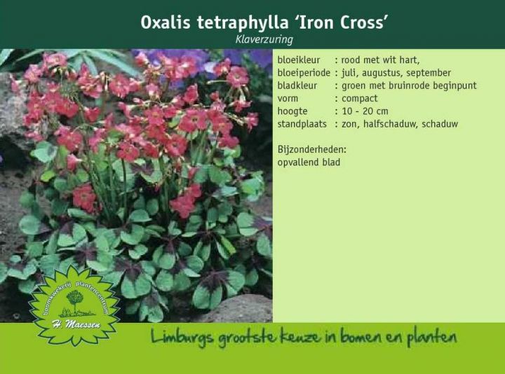 Oxalis tetraphylla